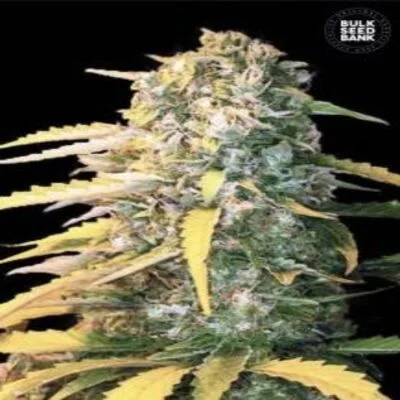 White Widow van BulkSeedBank