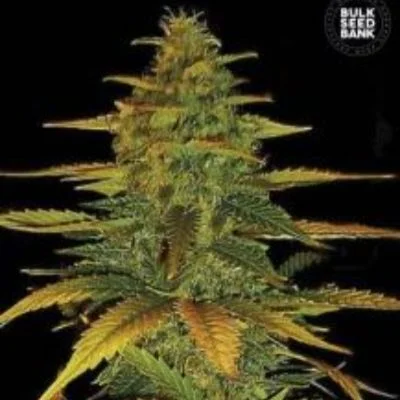 Wild Dwarf van BulkSeedBank