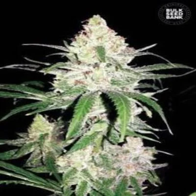 Special Lime Haze van BulkSeedBank