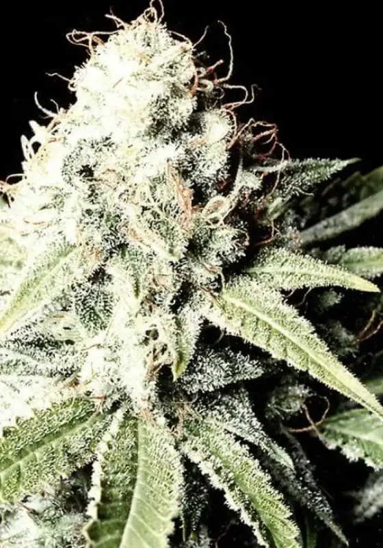 Good Wild Shark van BulkSeedBank
