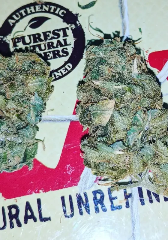 Special Crystal Haze van BulkSeedBank