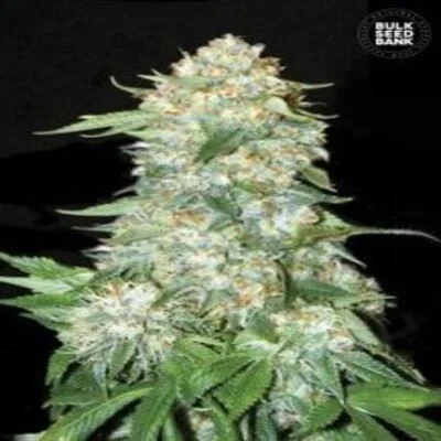 Og Kush van BulkSeedBank