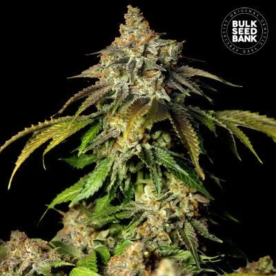 Bruce Banner #5 van BulkSeedBank