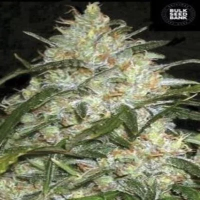 Grapefruit van BulkSeedBank