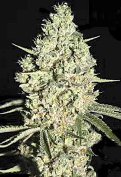 Critical van BulkSeedBank