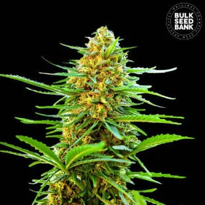 Banana Monkey van BulkSeedBank