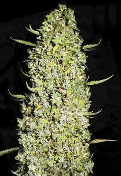 The Unlimited van BulkSeedBank