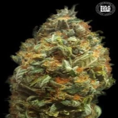 Original Orange Bud van BulkSeedBank