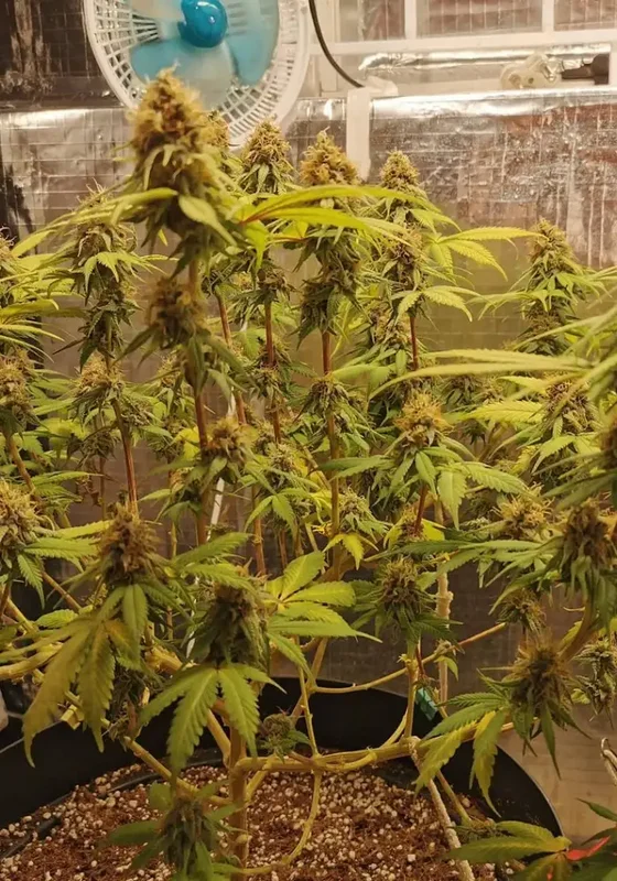 Moby Big van BulkSeedBank