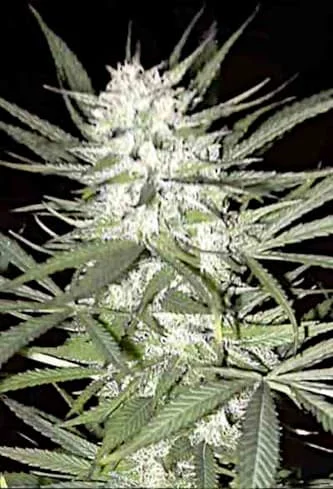 Early Top Skunk van BulkSeedBank
