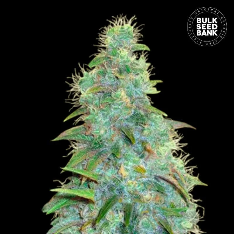 Sweet Tooth van BulkSeedBank