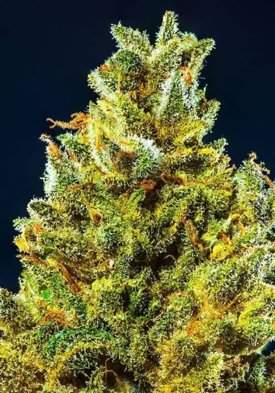 Lavender van BulkSeedBank