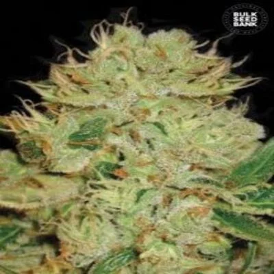 Bigger Bud van BulkSeedBank