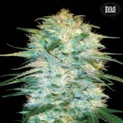 Amnesia Platinum van BulkSeedBank