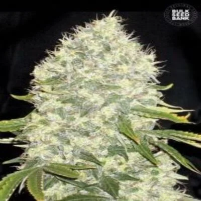 White Widow van BulkSeedBank