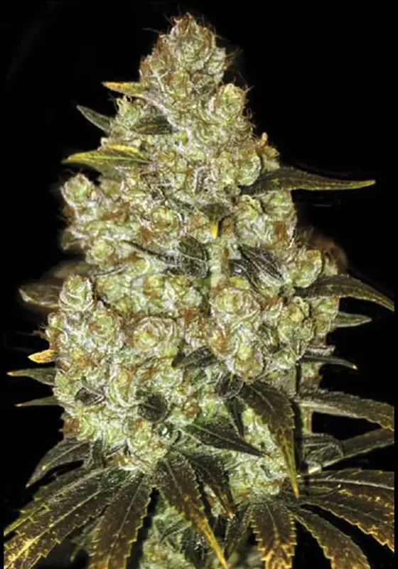 Psychedelic van BulkSeedBank