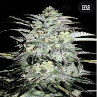 Mazar Extra van BulkSeedBank