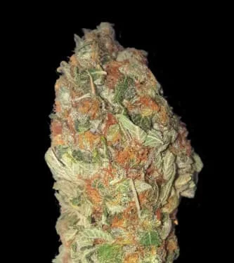 Green Candy van BulkSeedBank