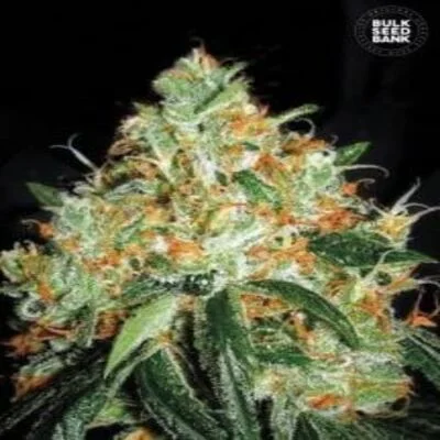 Original Orange Bud van BulkSeedBank