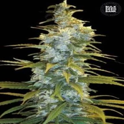 Northern Light van BulkSeedBank