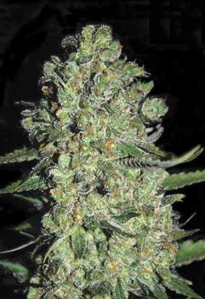 Chronical van BulkSeedBank