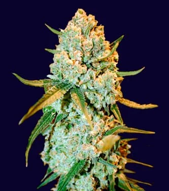 Special Crystal Haze van BulkSeedBank