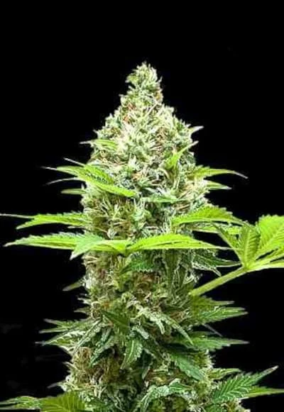 Sherbet Power van BulkSeedBank