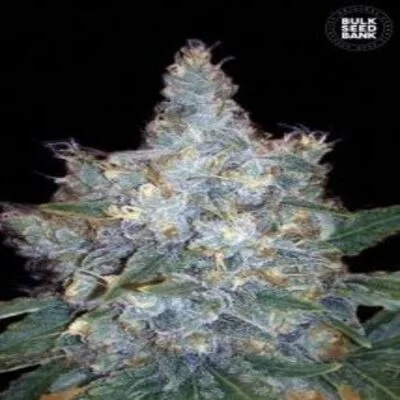Blueberry Berry van BulkSeedBank