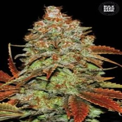 Bubblegum Extra van BulkSeedBank