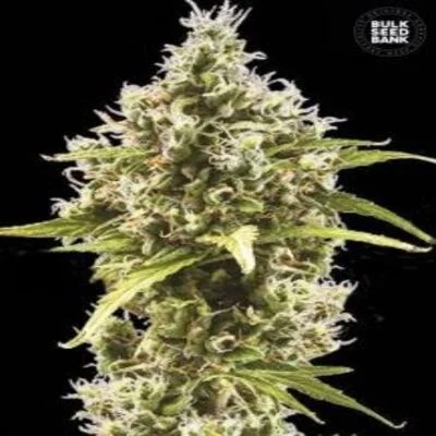 Amnesia Haze van BulkSeedBank