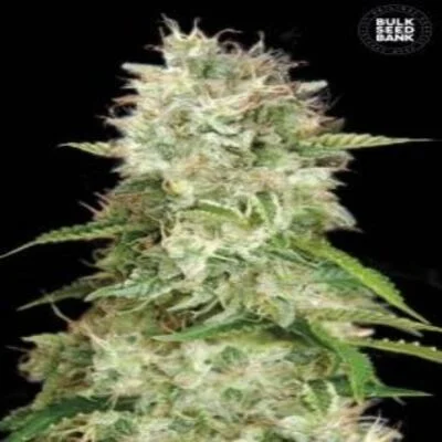 Cheese van BulkSeedBank