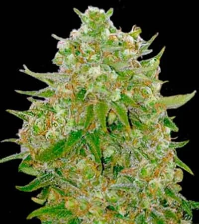 Master Kush Grand van BulkSeedBank