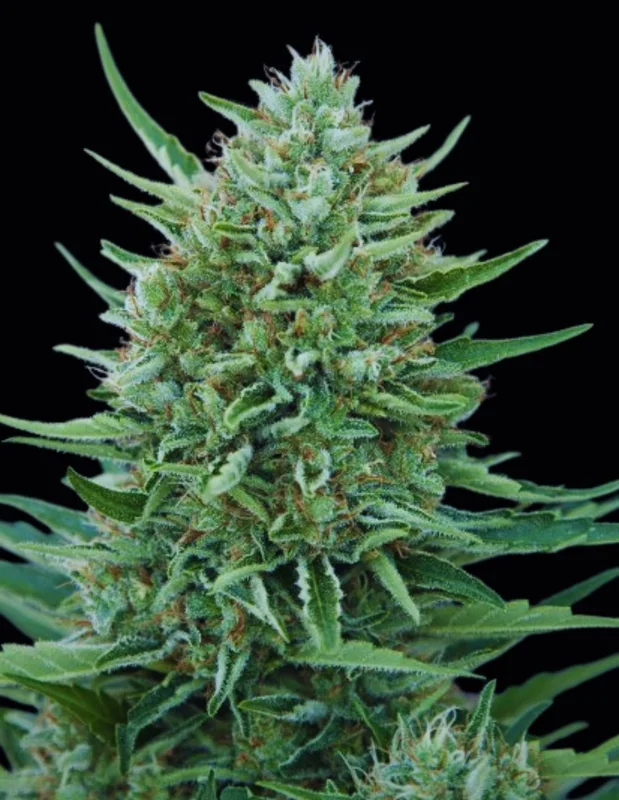 CBD MedGom van CBD-crew
