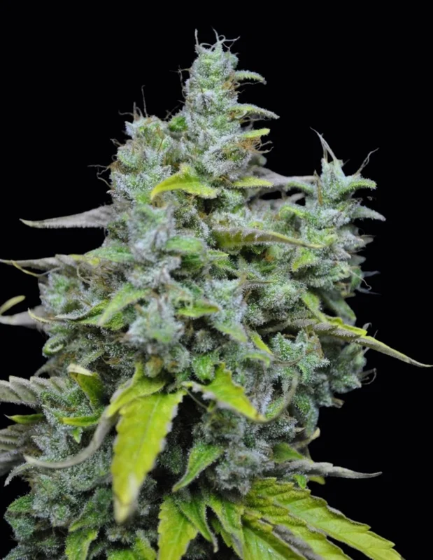 CBD Skunk Haze van CBD-crew
