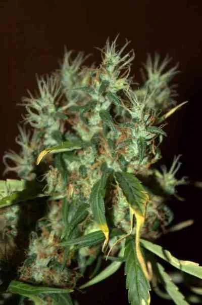 CBD Mango Haze van CBD-crew