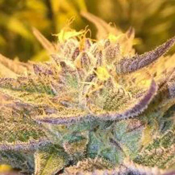CBD Girl Scout Cookies van CBD-crew
