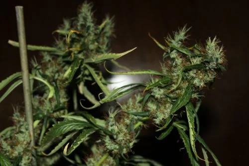 CBD Mango Haze van CBD-crew