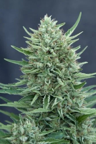 CBD MedGom van CBD-crew