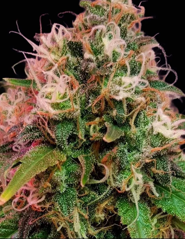 CBD OG Kush van CBD-crew