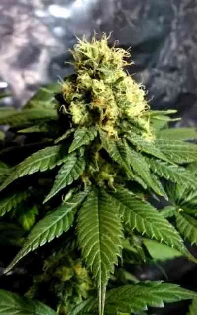 CBD Divine van CBD-crew