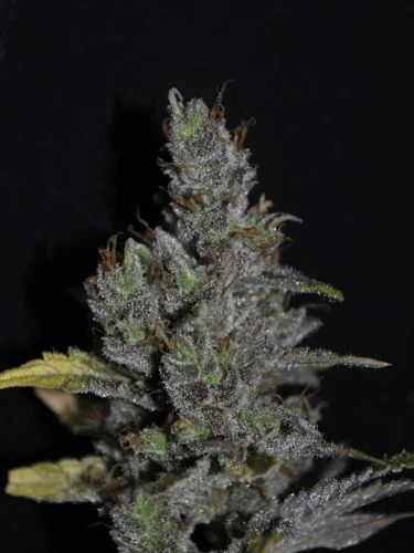 CBD MediHaze van CBD-crew