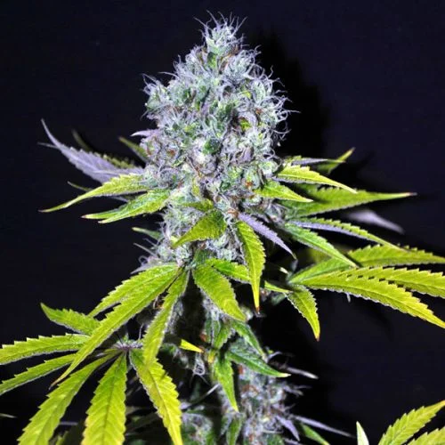 CBD Yummy van CBD-crew