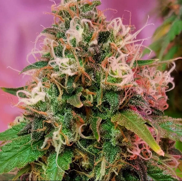 CBD OG Kush van CBD-crew
