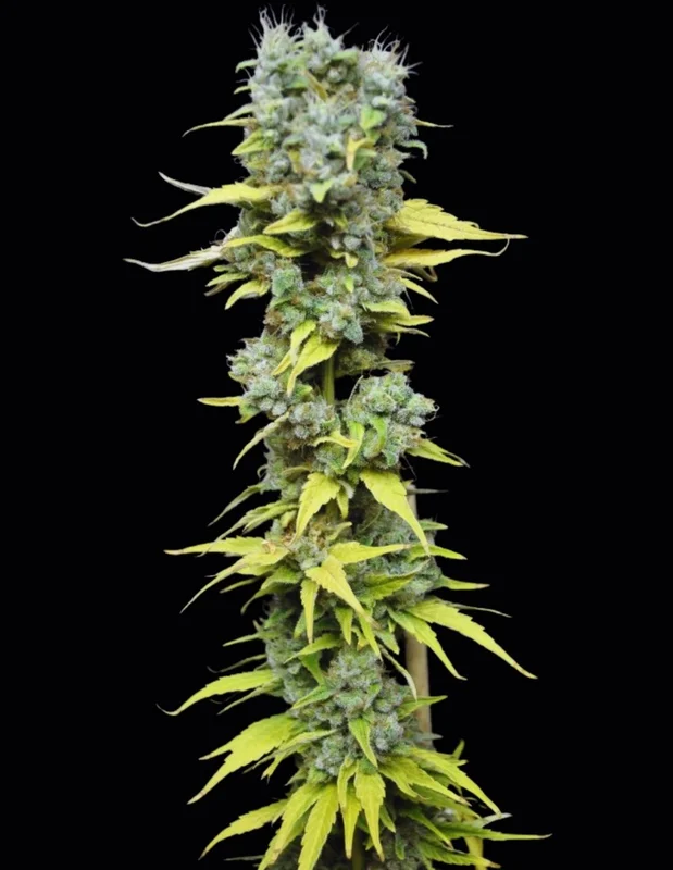 CBD Skunk Haze van CBD-crew