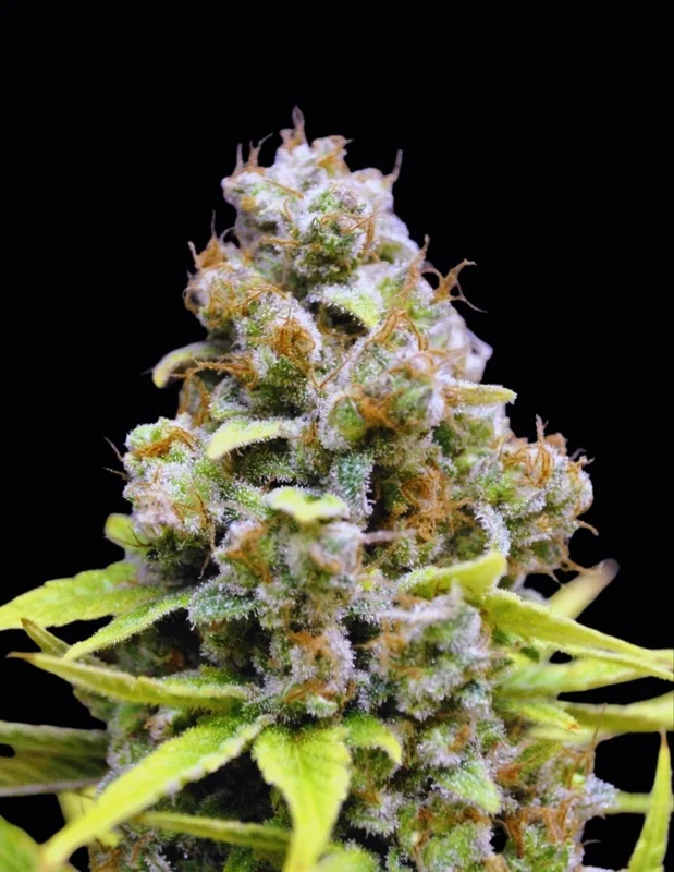 CBD SharkShock van CBD-crew