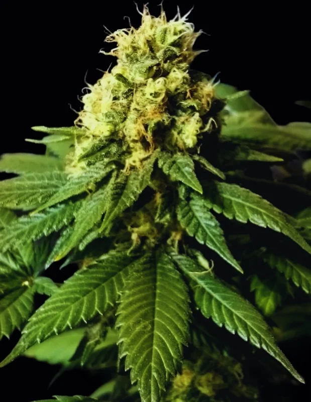 CBD Divine van CBD-crew