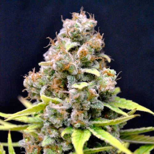 CBD SharkShock van CBD-crew