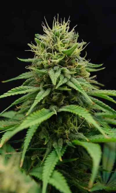 CBD Nordle van CBD-crew
