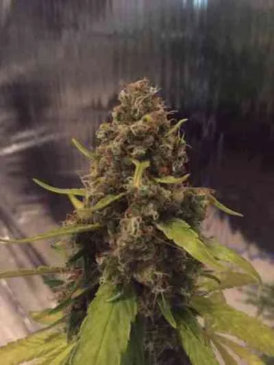 CBD 3D van CBD-crew