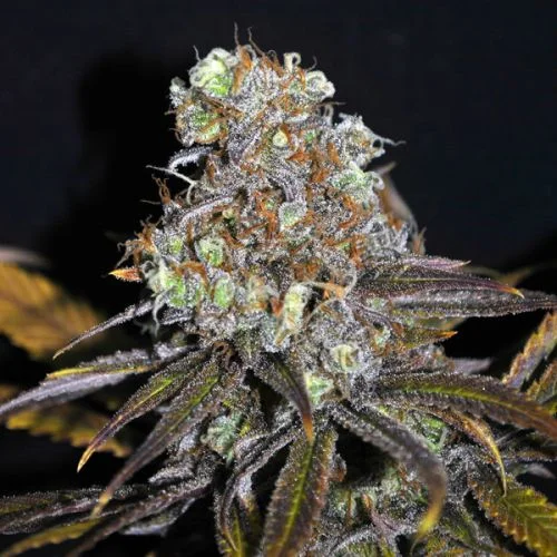 CBD Critical Mass van CBD-crew